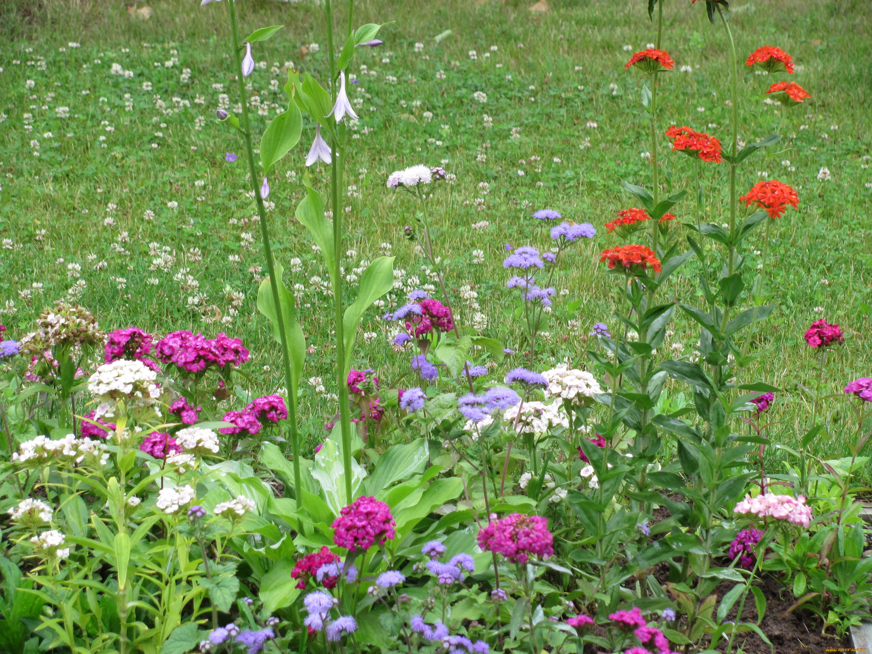 цветы, разные, вместе, зелень, розовые, сиреневые, красные