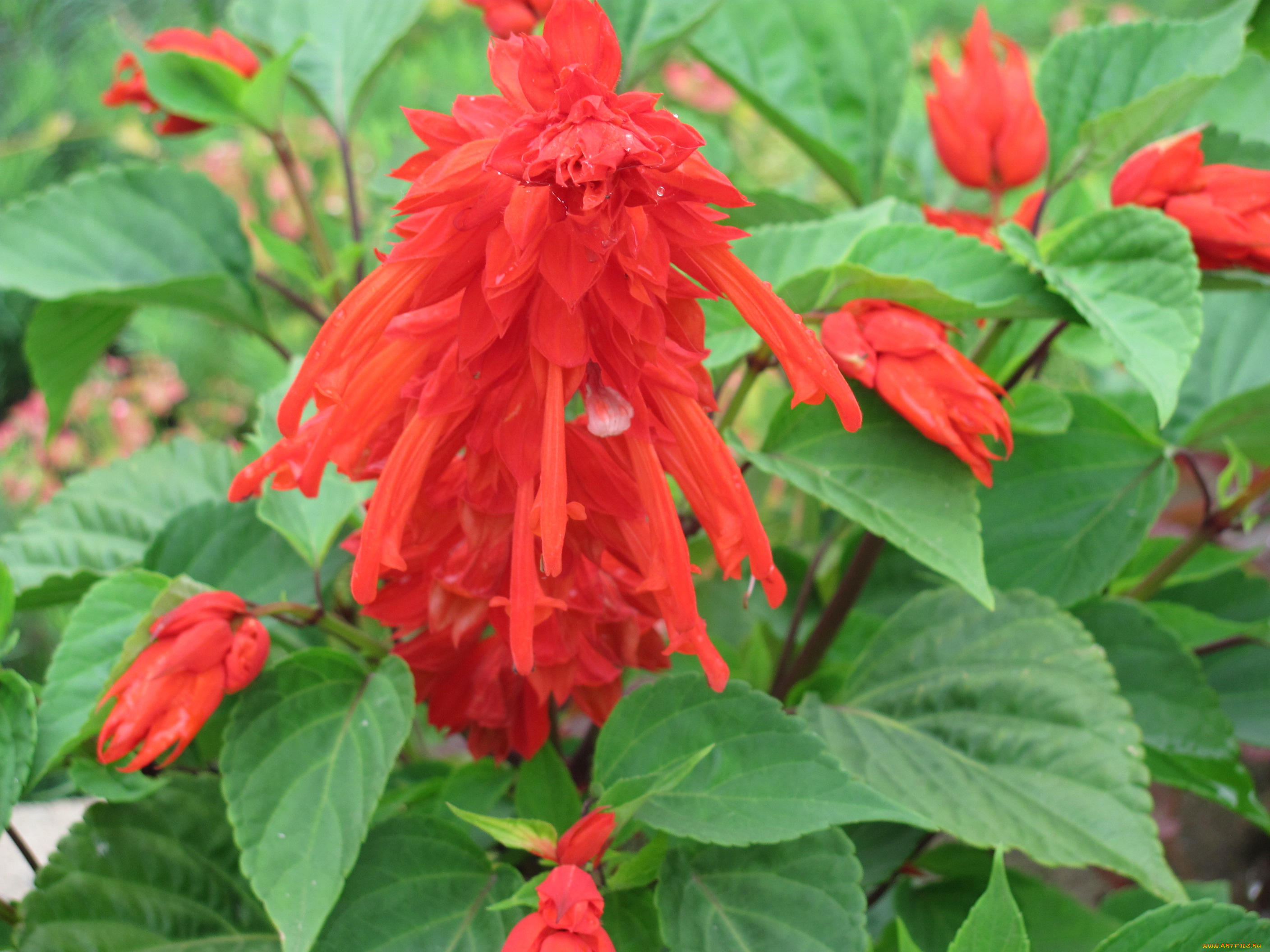 сальвия, цветы, красный, цветок