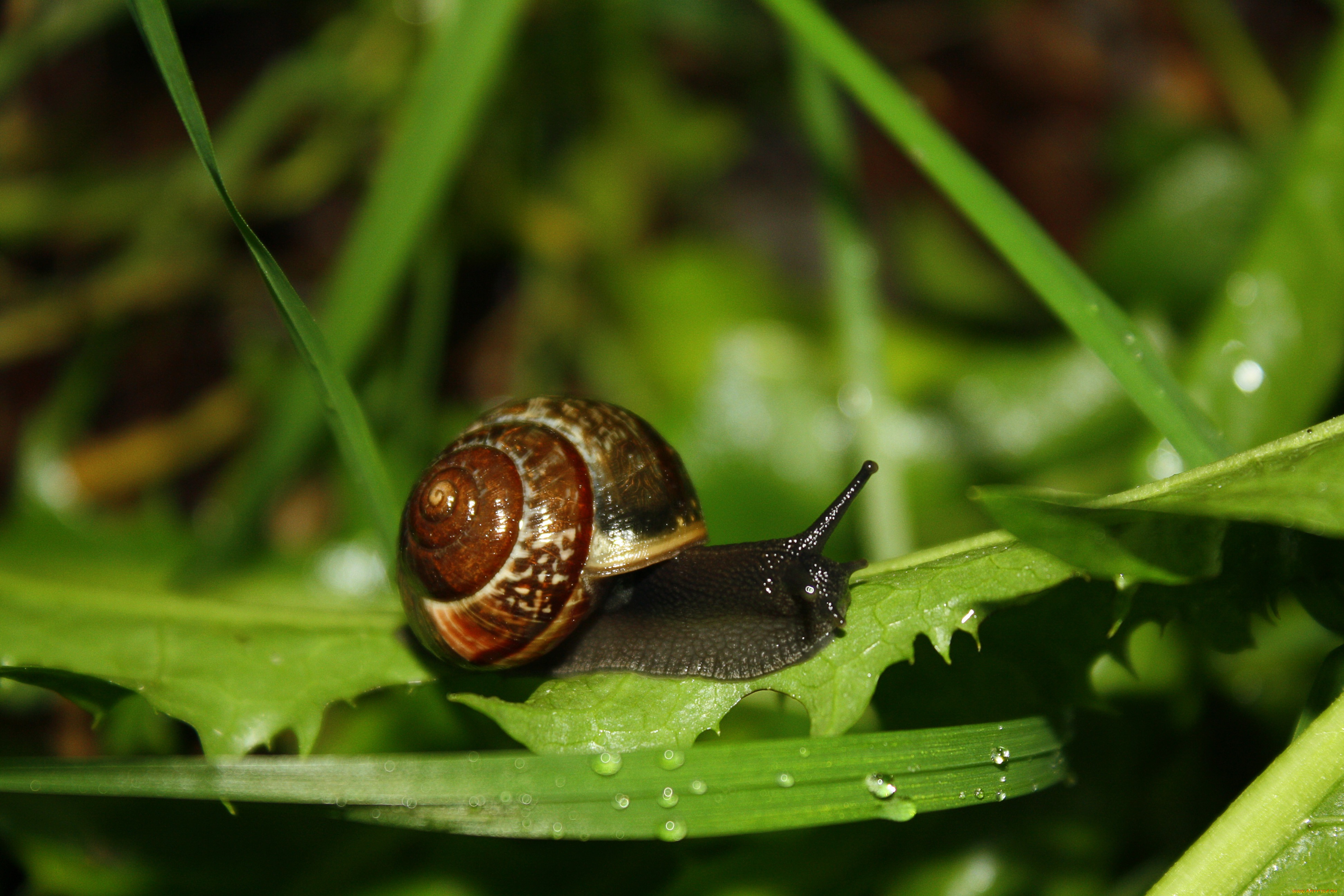 животные, улитки
