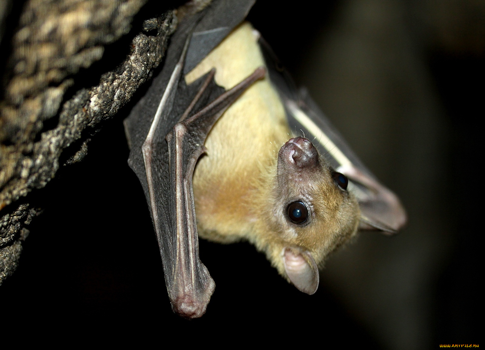 животные, летучие, мыши, крылья, взгляд, мышь