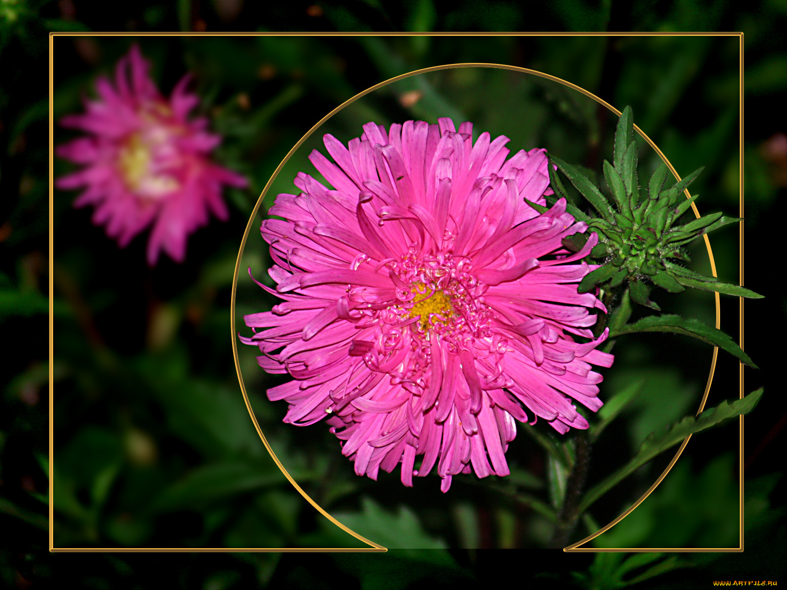 цветы, астры, розовый