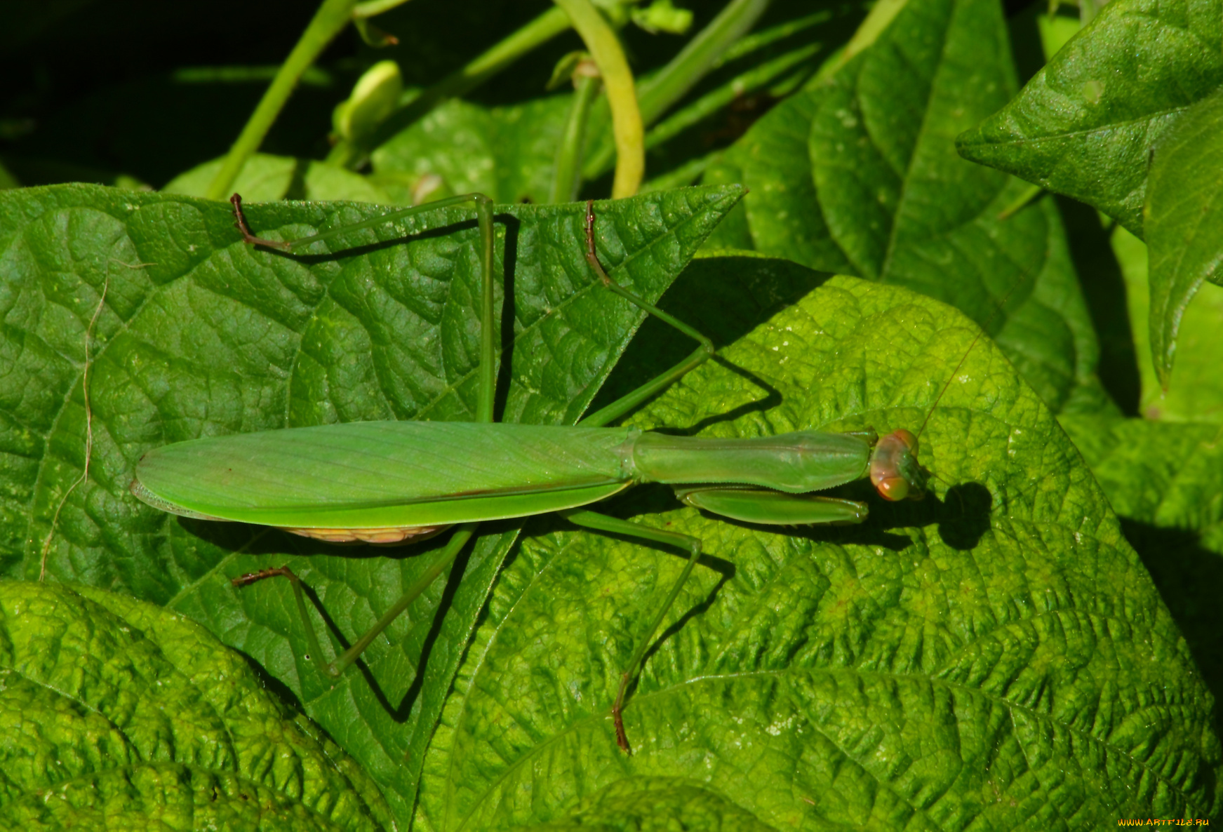 животные, богомолы, богомол