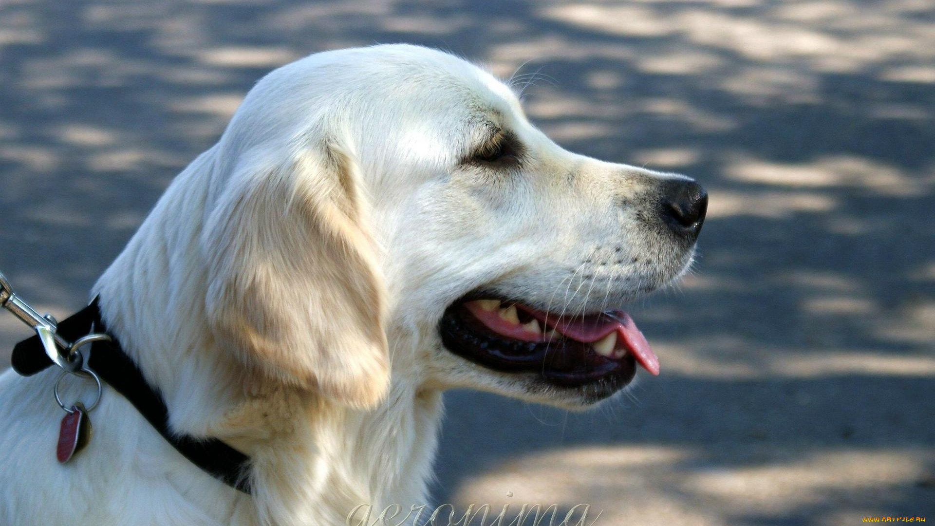 автор, geronima, животные, собаки, golden, retriever