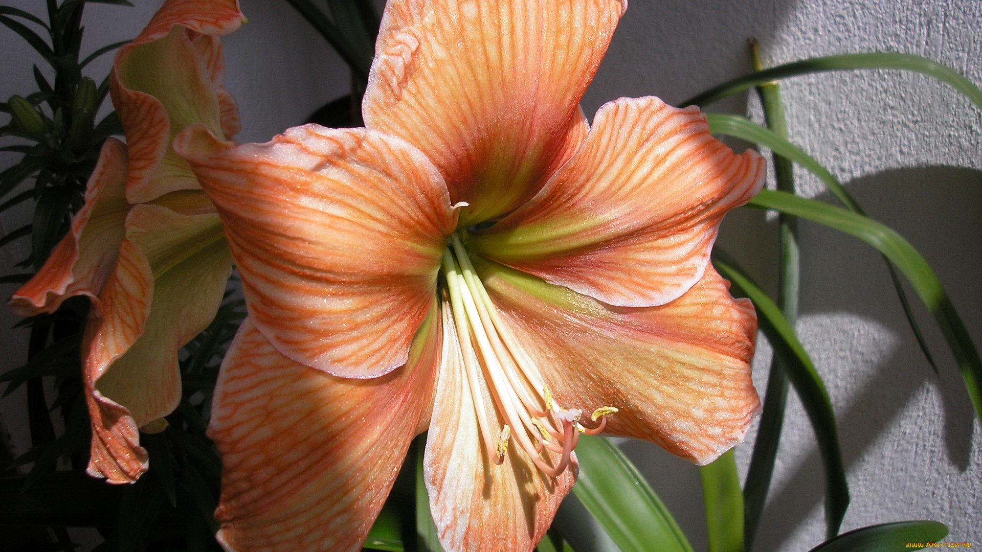 цветы, амариллисы, гиппеаструмы, амариллис