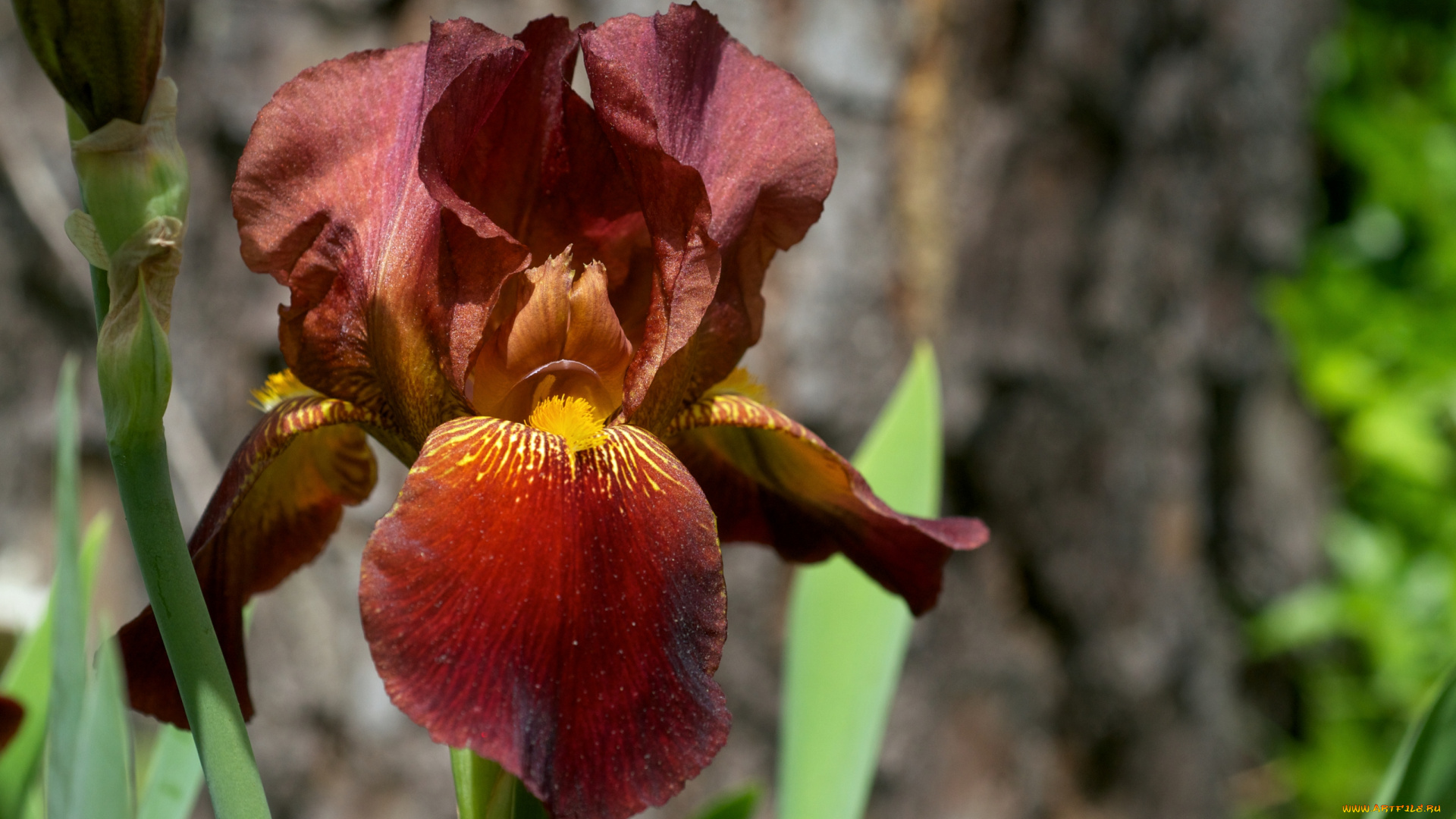 цветы, ирисы, лепестки, коричневый