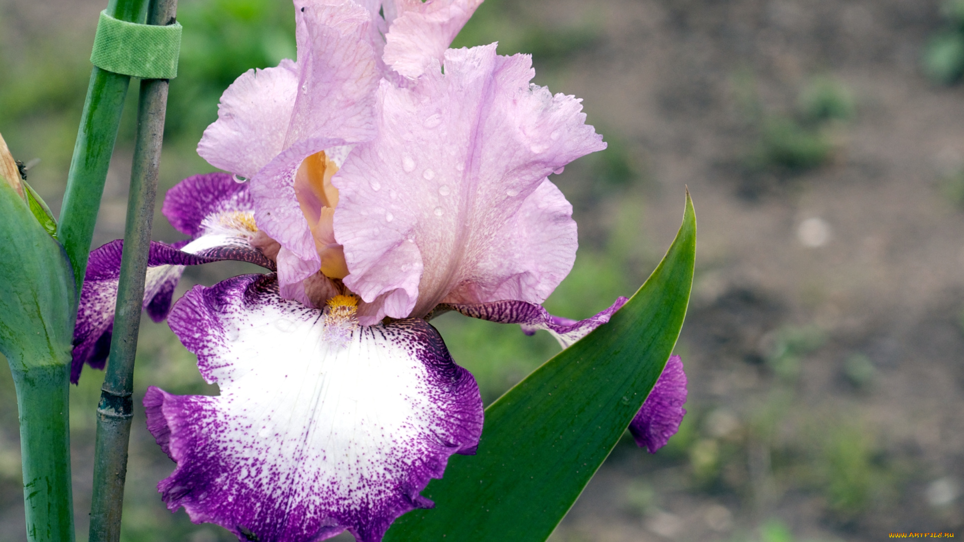 цветы, ирисы, розовый, лепестки