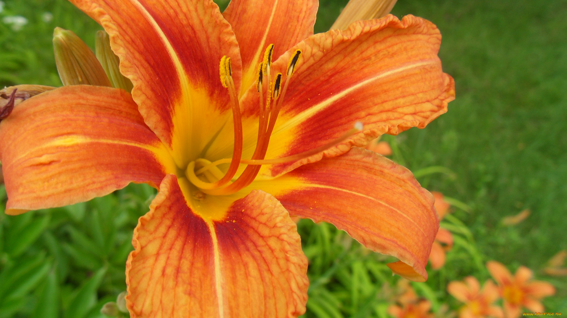 цветы, лилии, лилейники