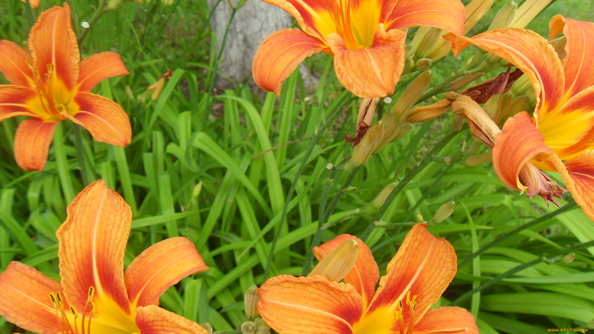цветы, лилии, лилейники