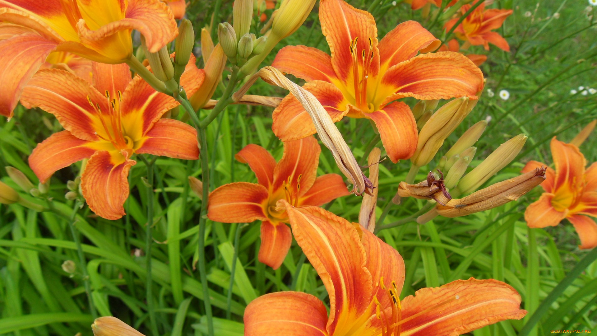цветы, лилии, лилейники