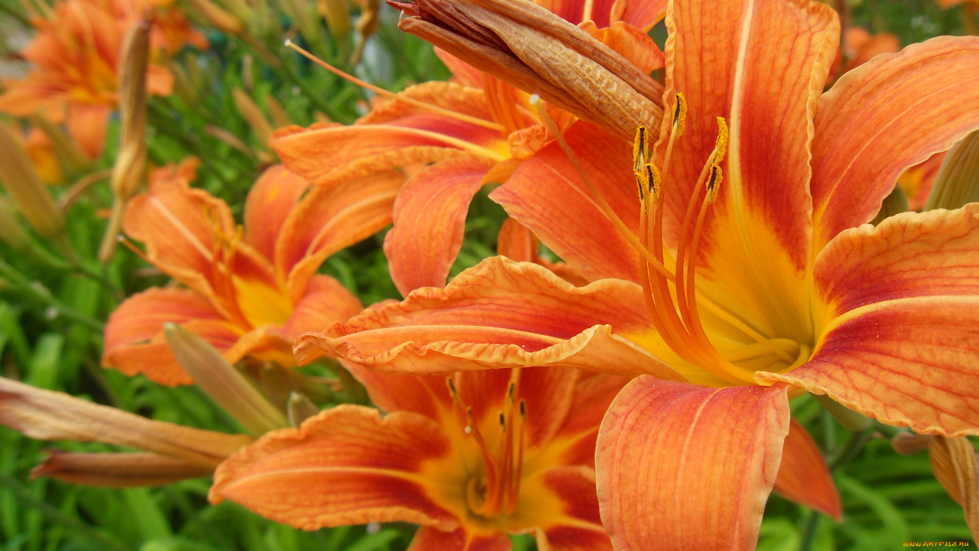 цветы, лилии, лилейники