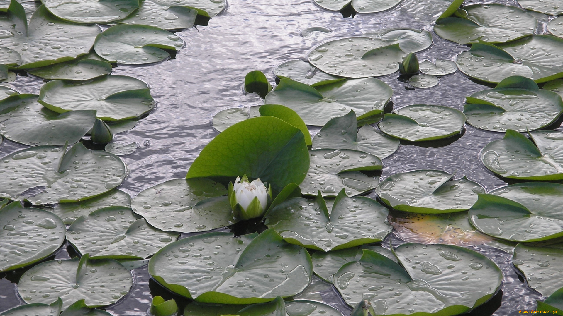 цветы, лилии, водяные, нимфеи, кувшинки, водоем, листья, бутоны