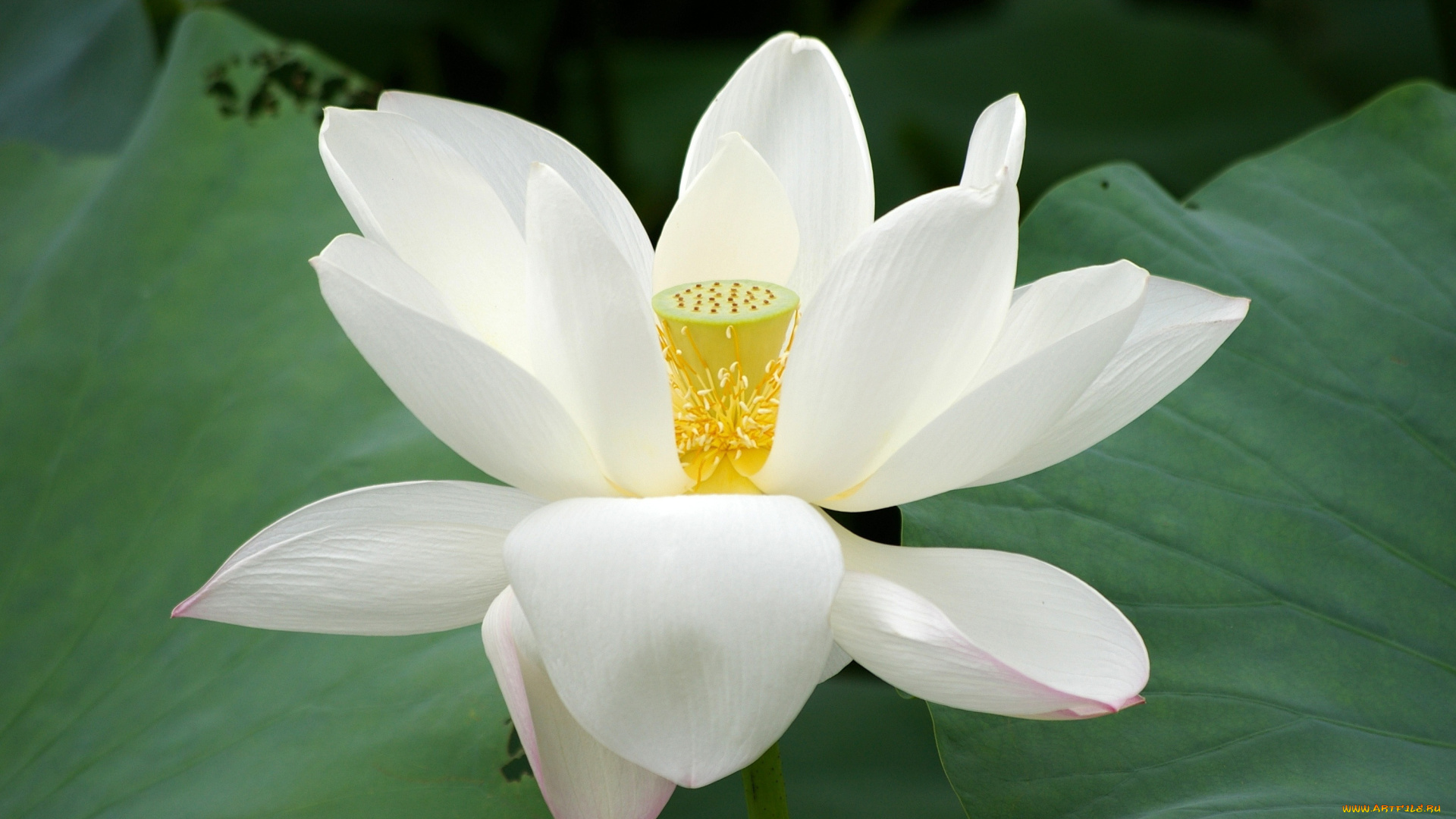 цветы, лотосы, белый