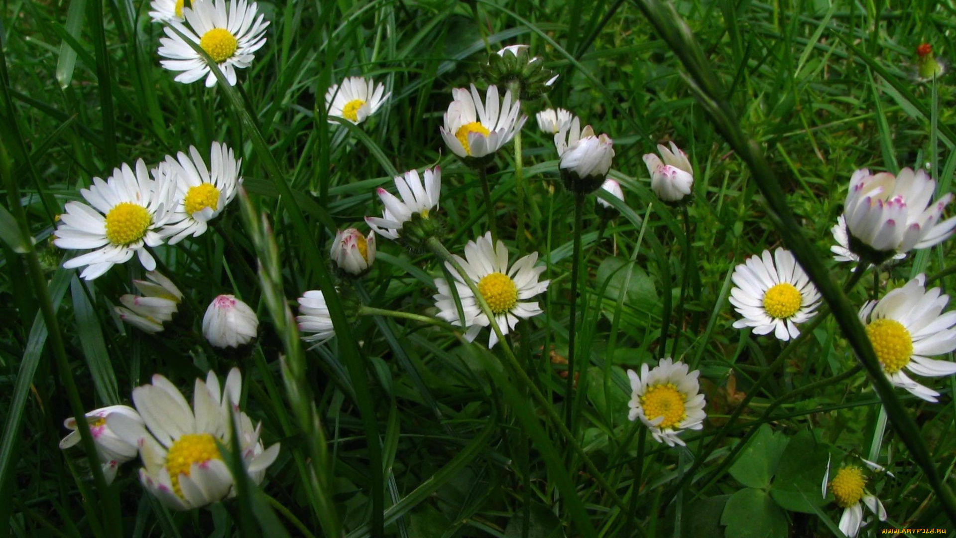цветы, маргаритки, трава