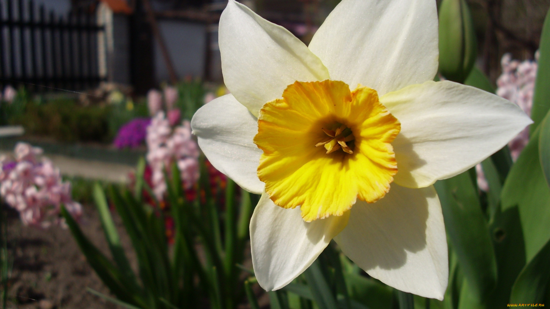 цветы, нарциссы, белый