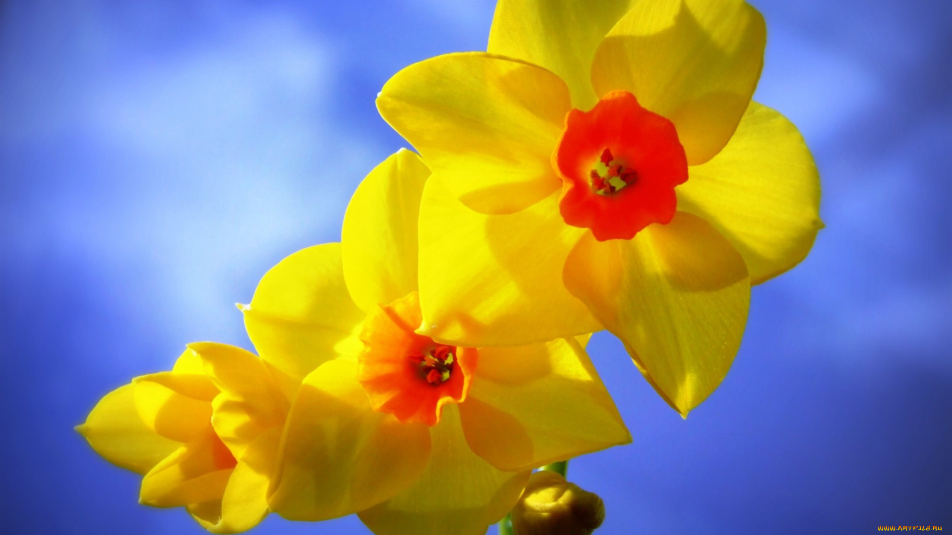 цветы, нарциссы, желтый