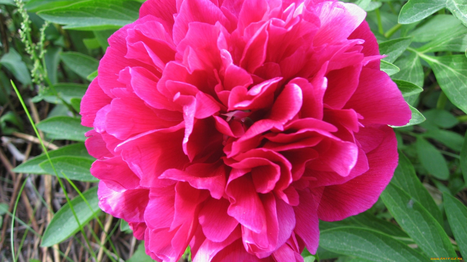 цветы, пионы, розовый