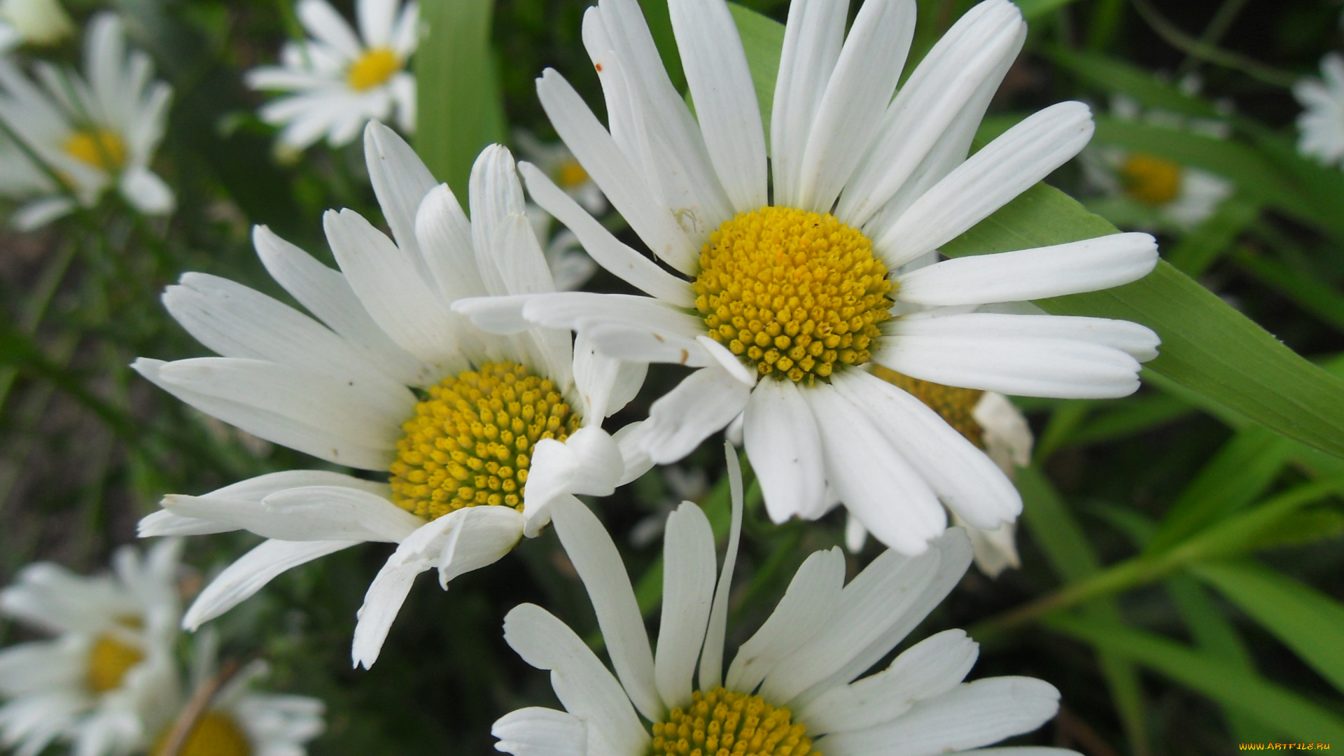 цветы, ромашки