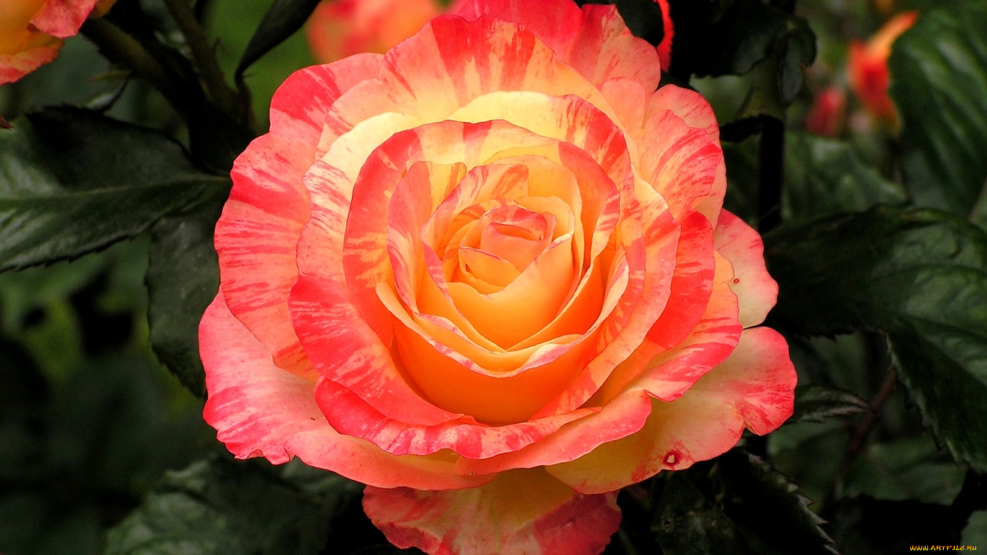 цветы, розы, пестрый