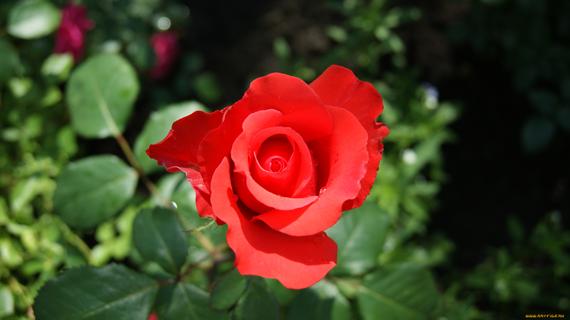 цветы, розы, зеленый, фон, роза