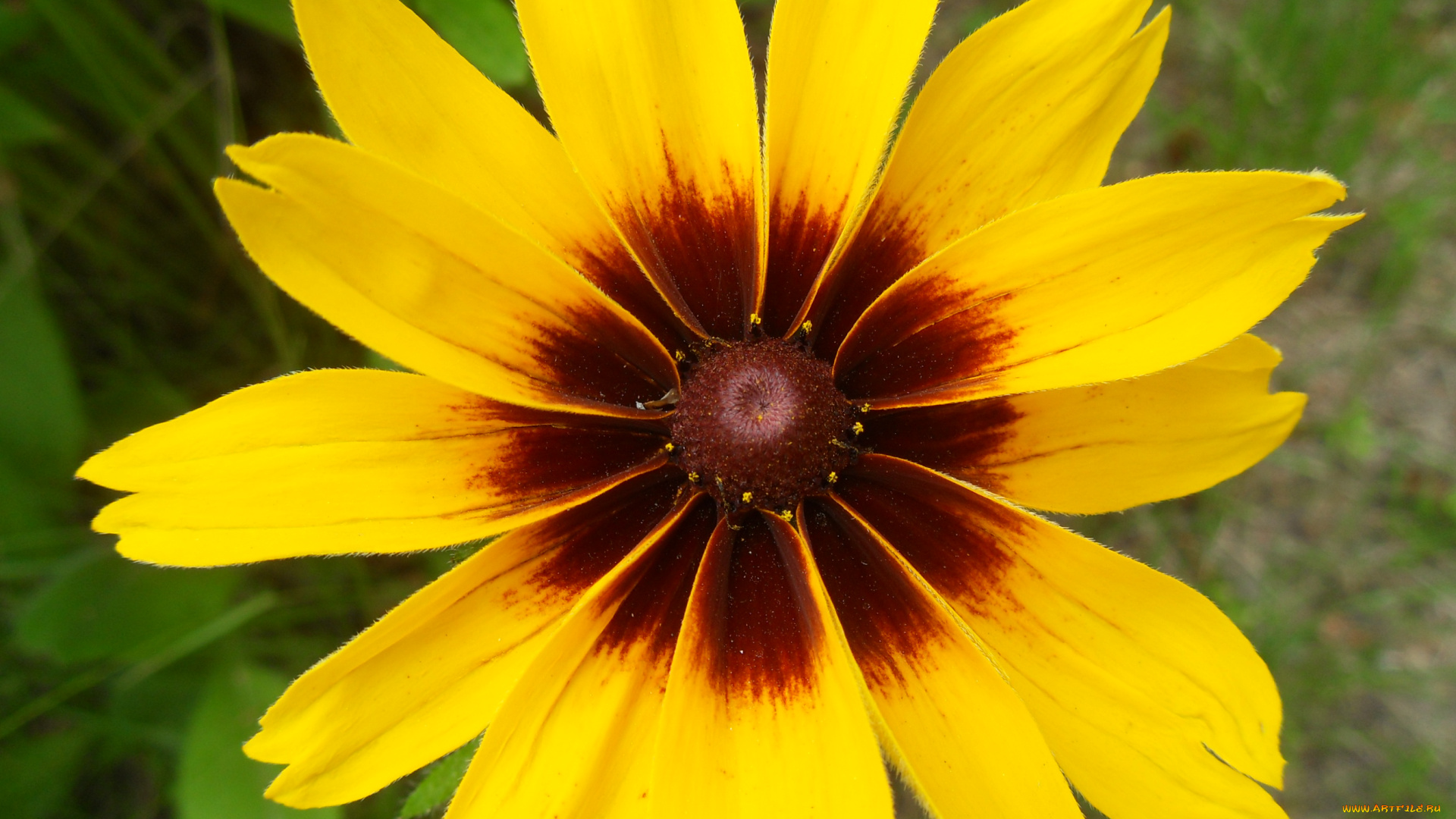 цветы, рудбекия, желтые