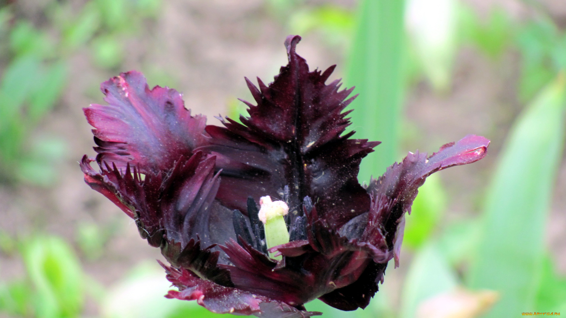 цветы, тюльпаны, махровый