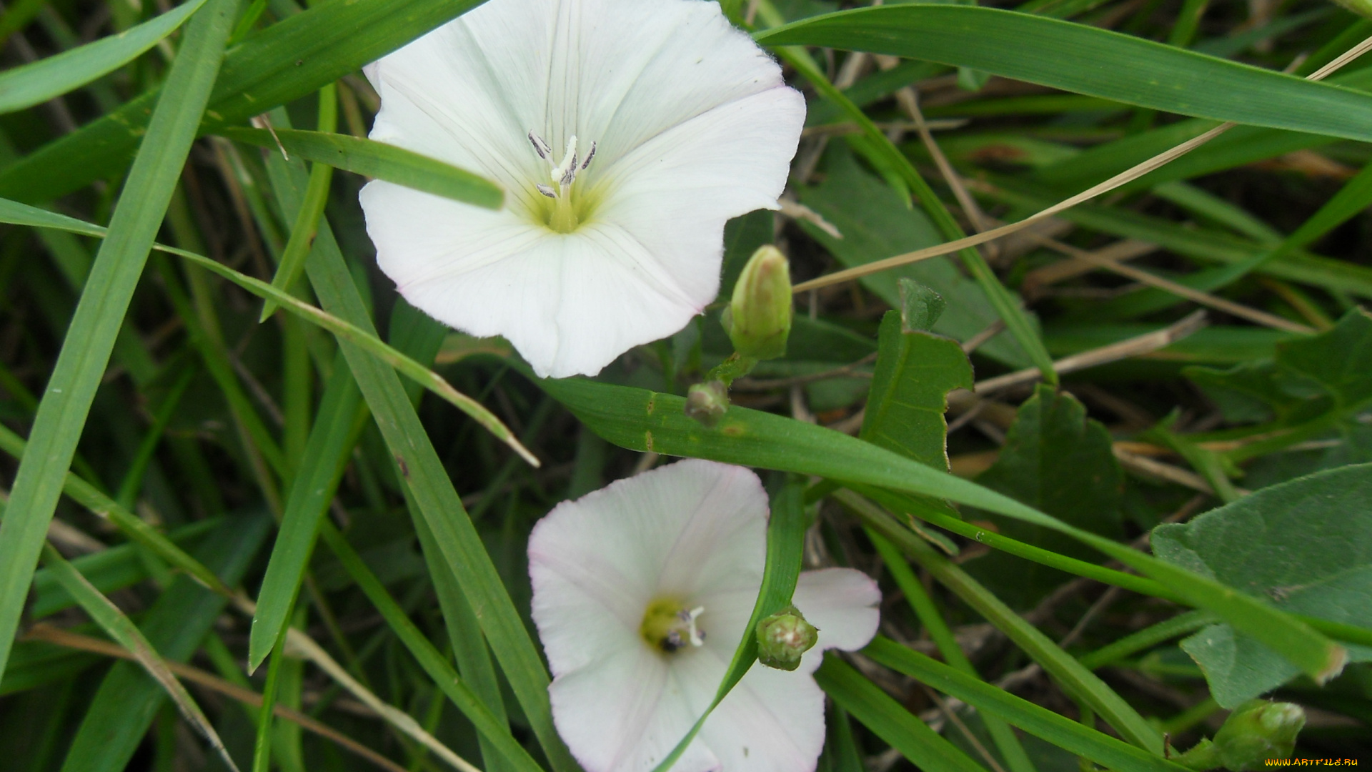 цветы, вьюнки, ипомеи, лето