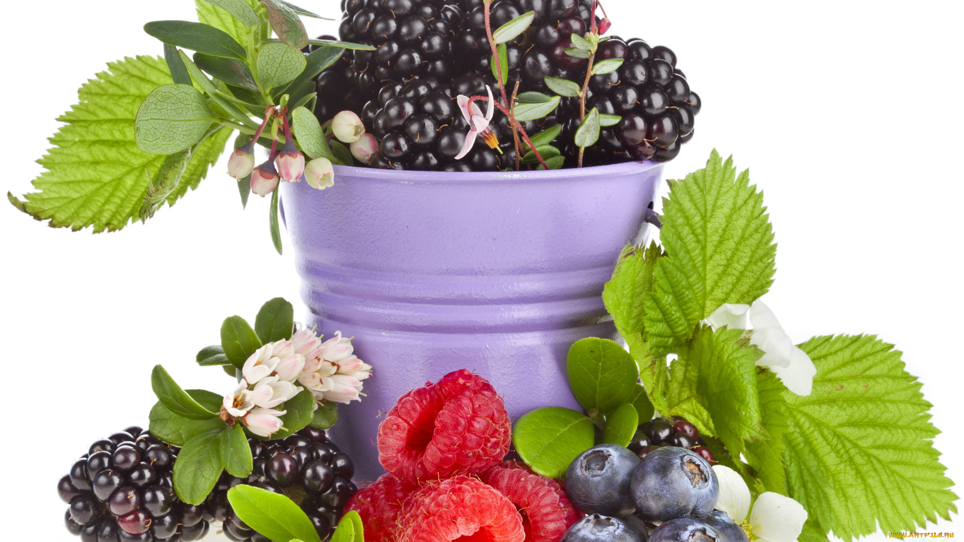 еда, фрукты, ягоды, черника, ведёрко, малина, ежевика