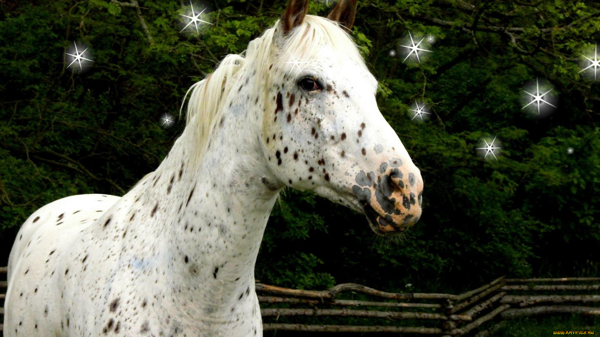 животные, лошади, белая