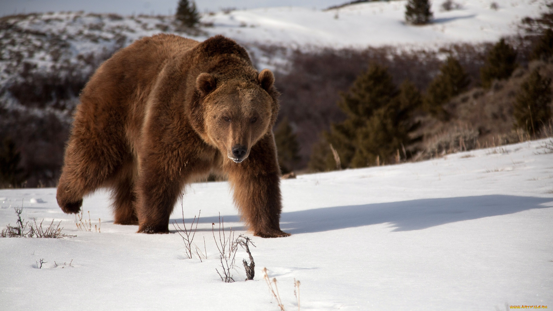 животные, медведи, хищник, снег