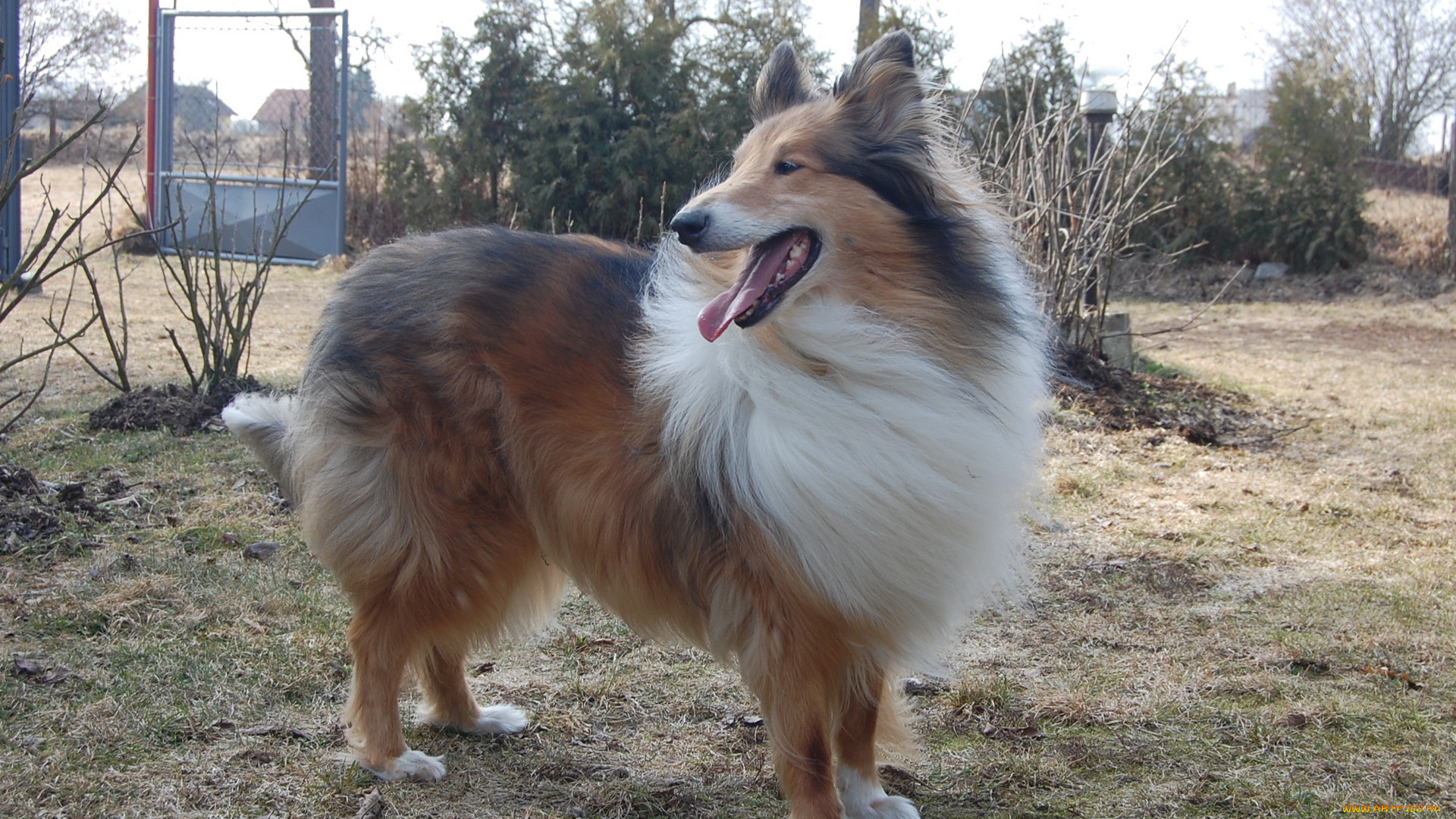 животные, собаки, колли