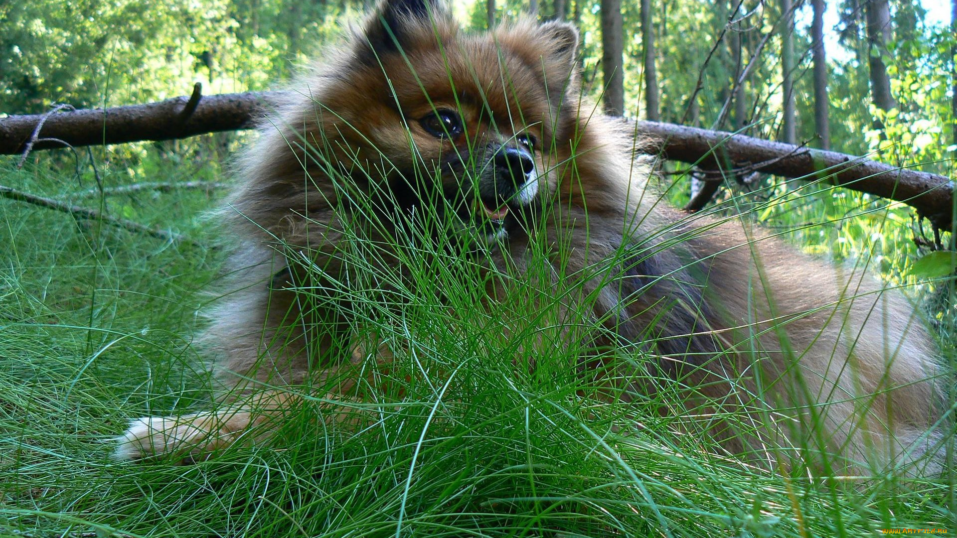животные, собаки, шпиц