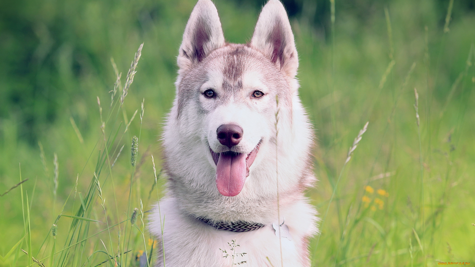 животные, собаки, сибирский, хаск, фон