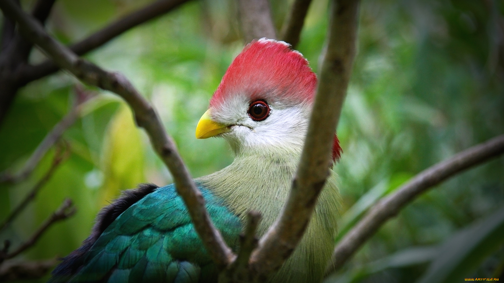 животные, турако, хохолок, разноцветный