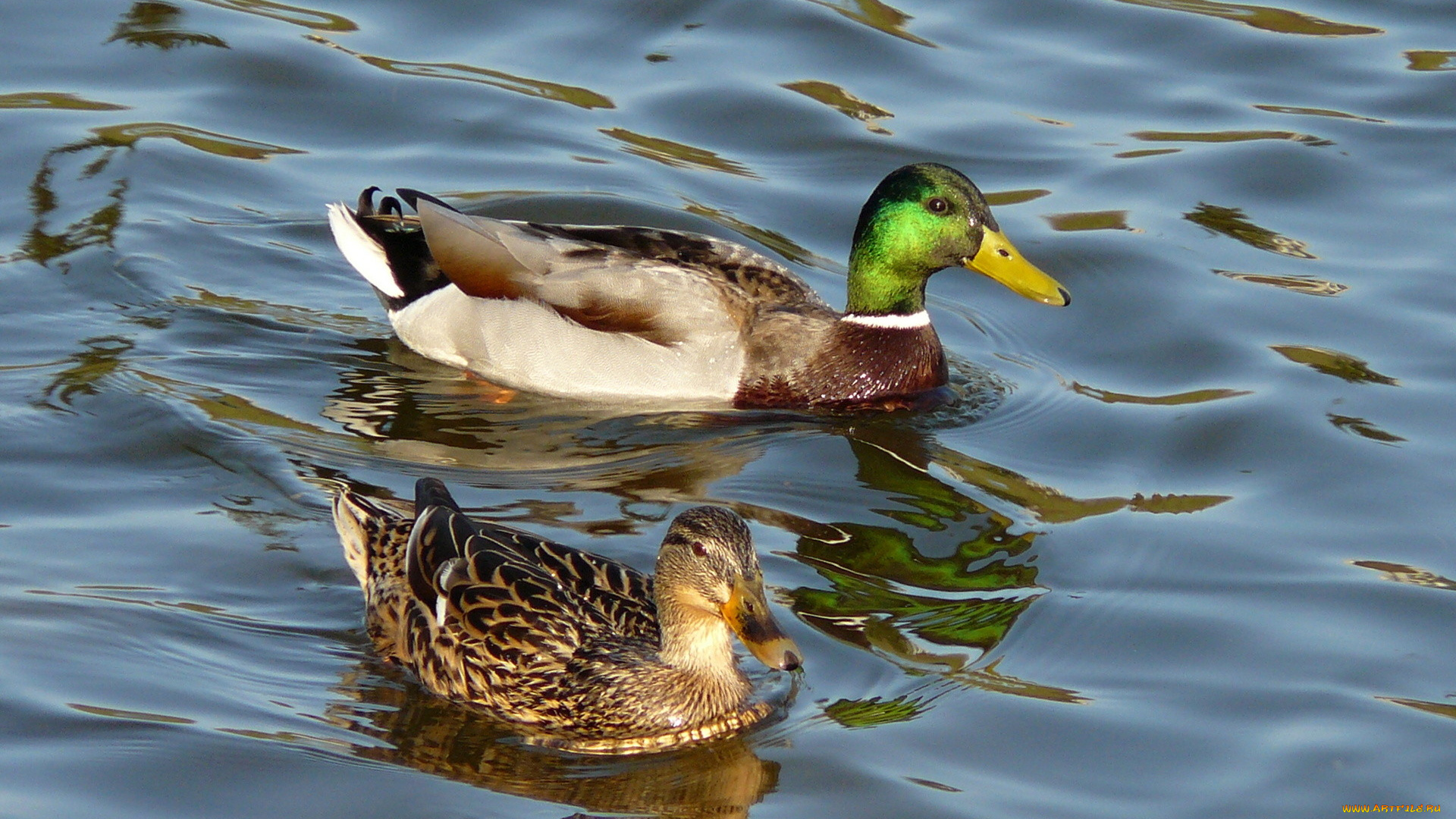 животные, утки, вода