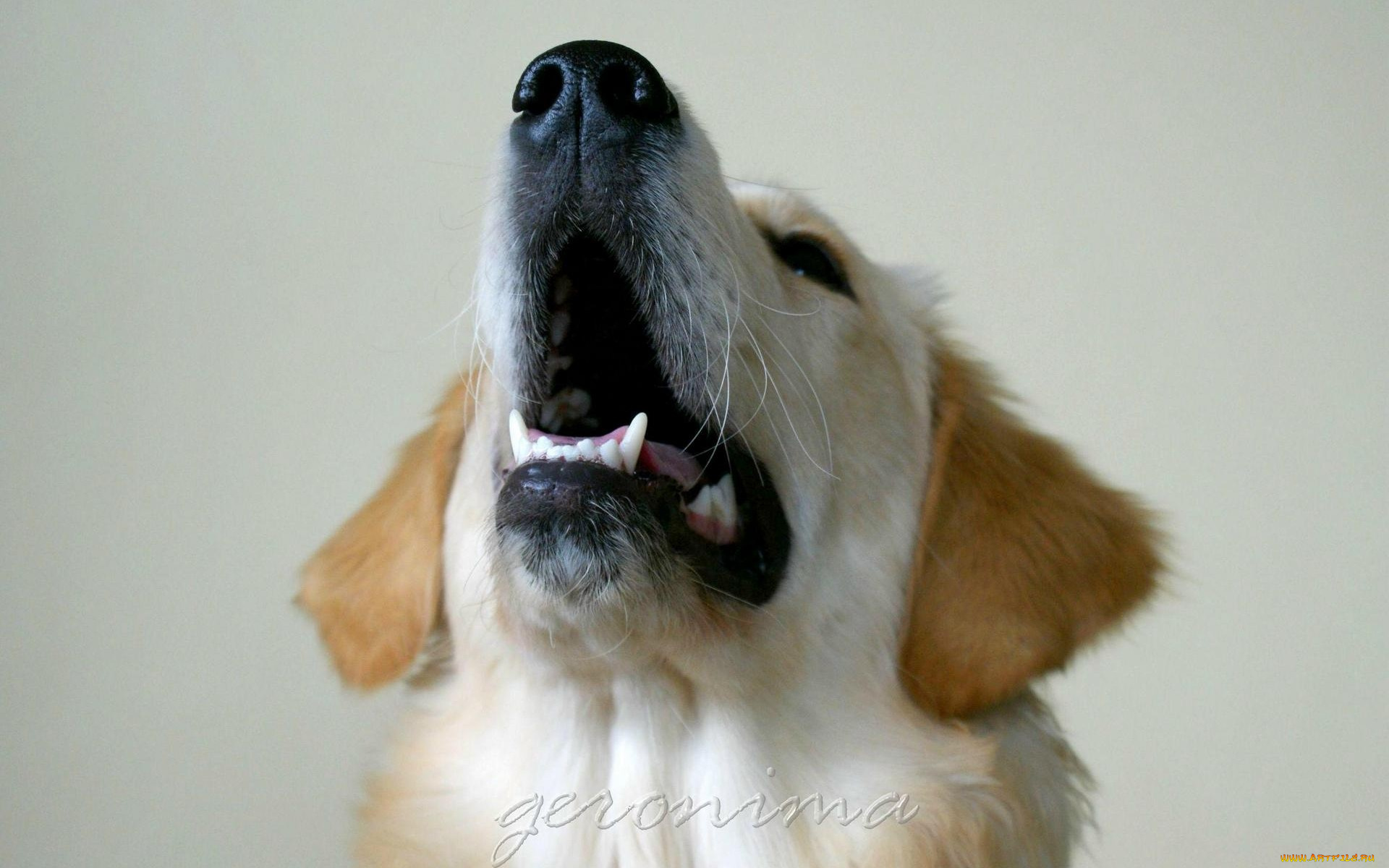 автор, geronima, животные, собаки, golden, retriever