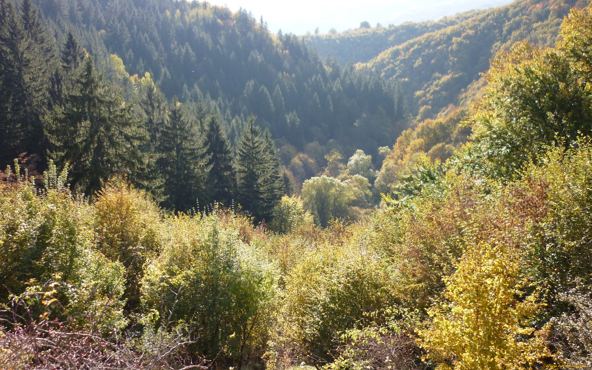 природа, лес, долина, осень, деревья