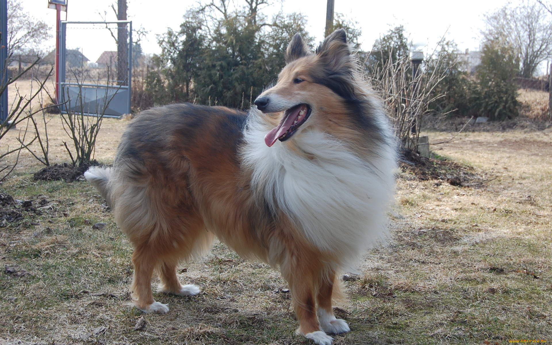 животные, собаки, колли