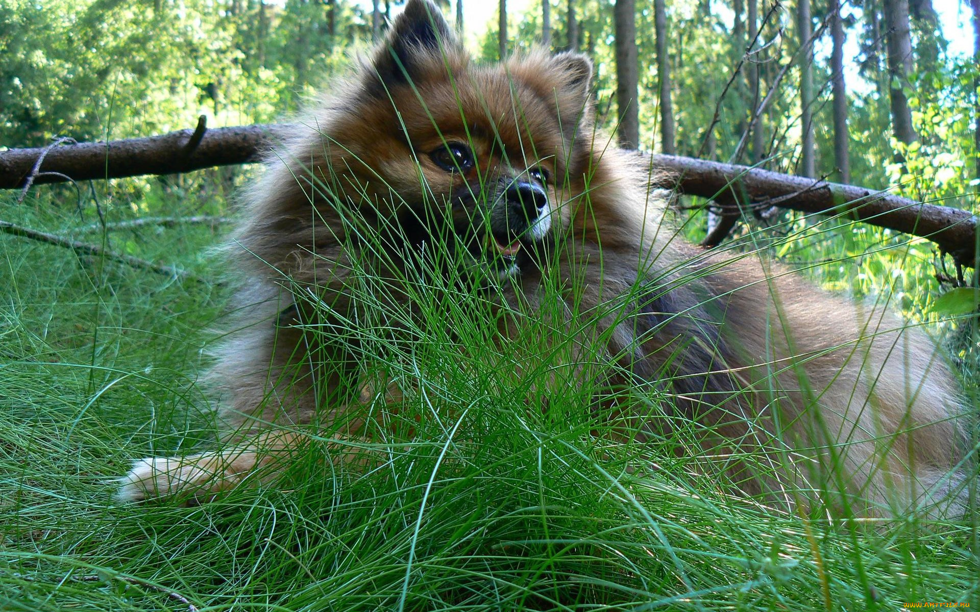 животные, собаки, шпиц