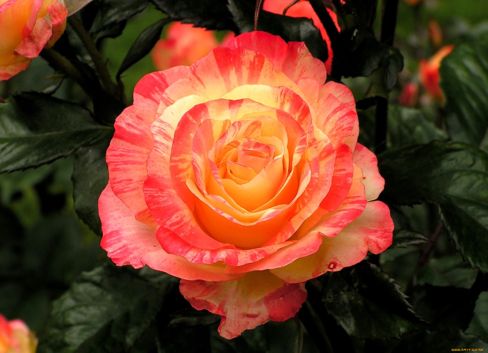 цветы, розы, пестрый