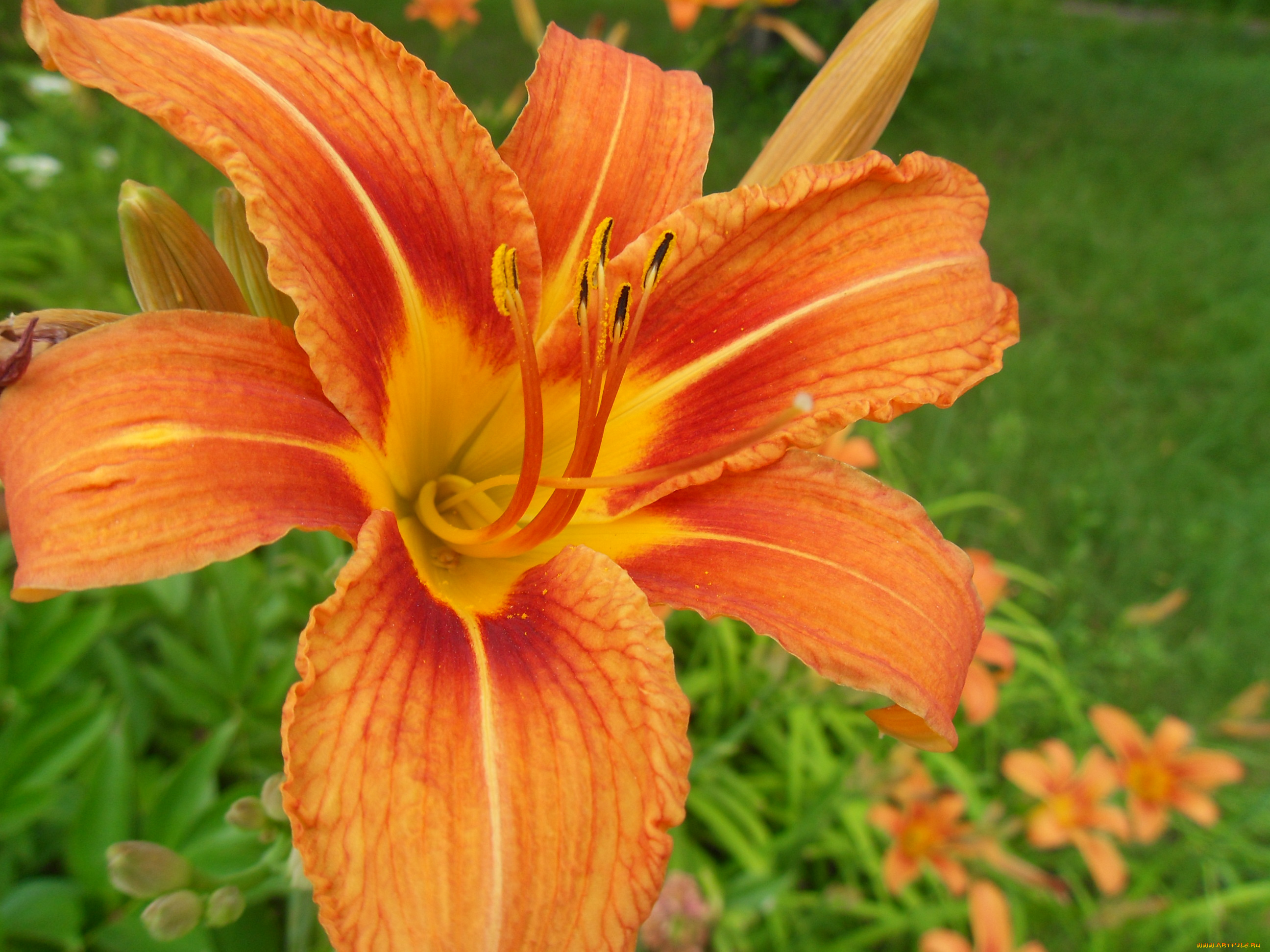 цветы, лилии, лилейники