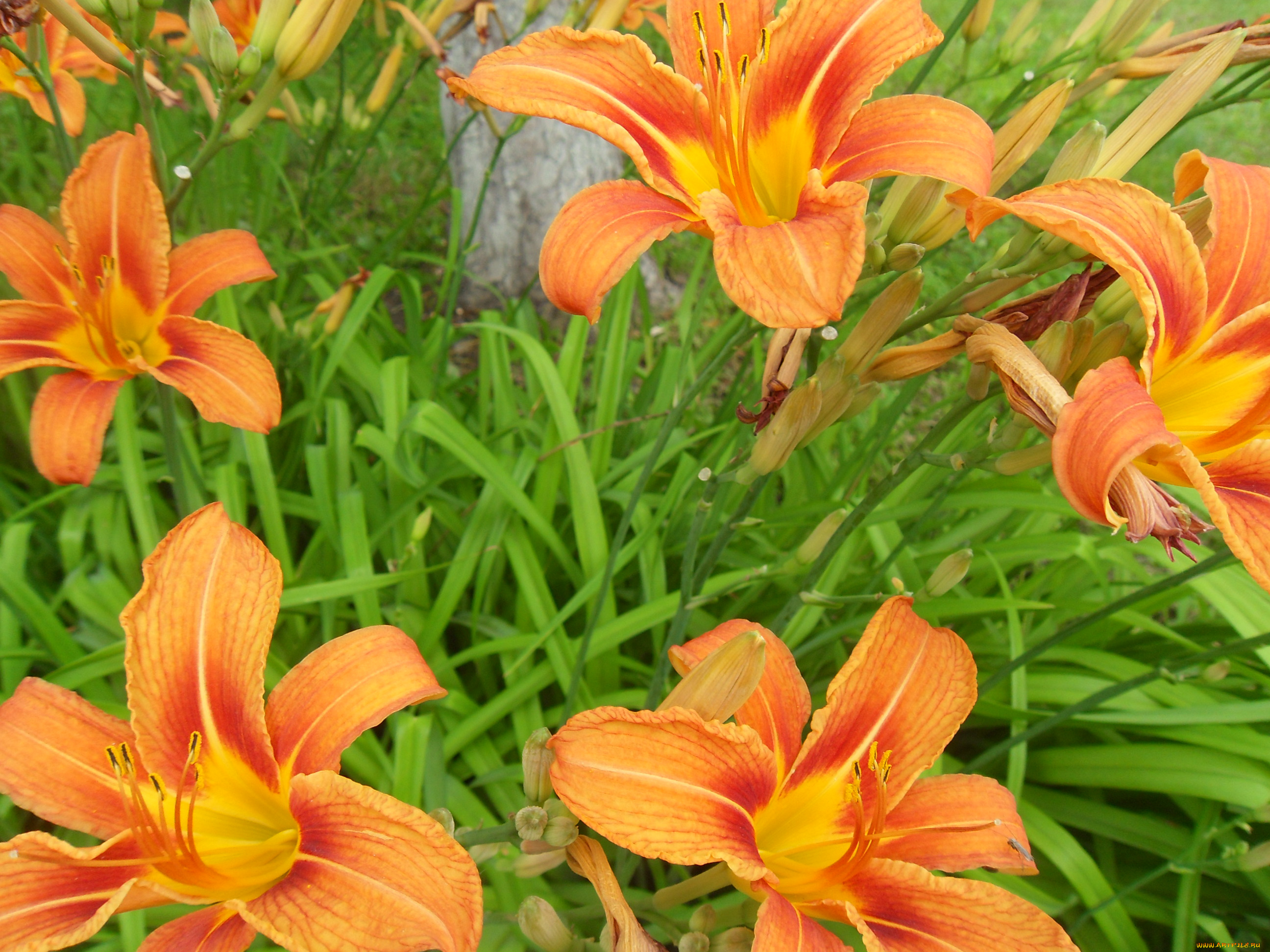 цветы, лилии, лилейники