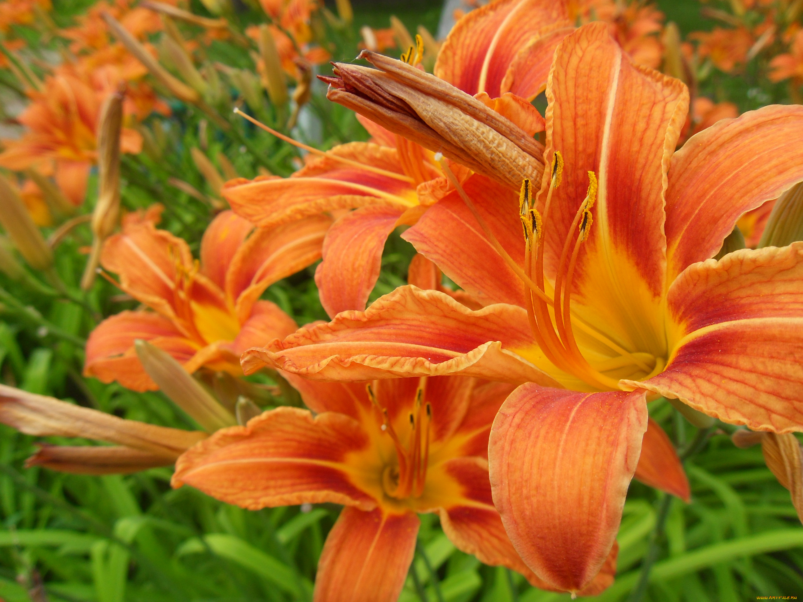 цветы, лилии, лилейники