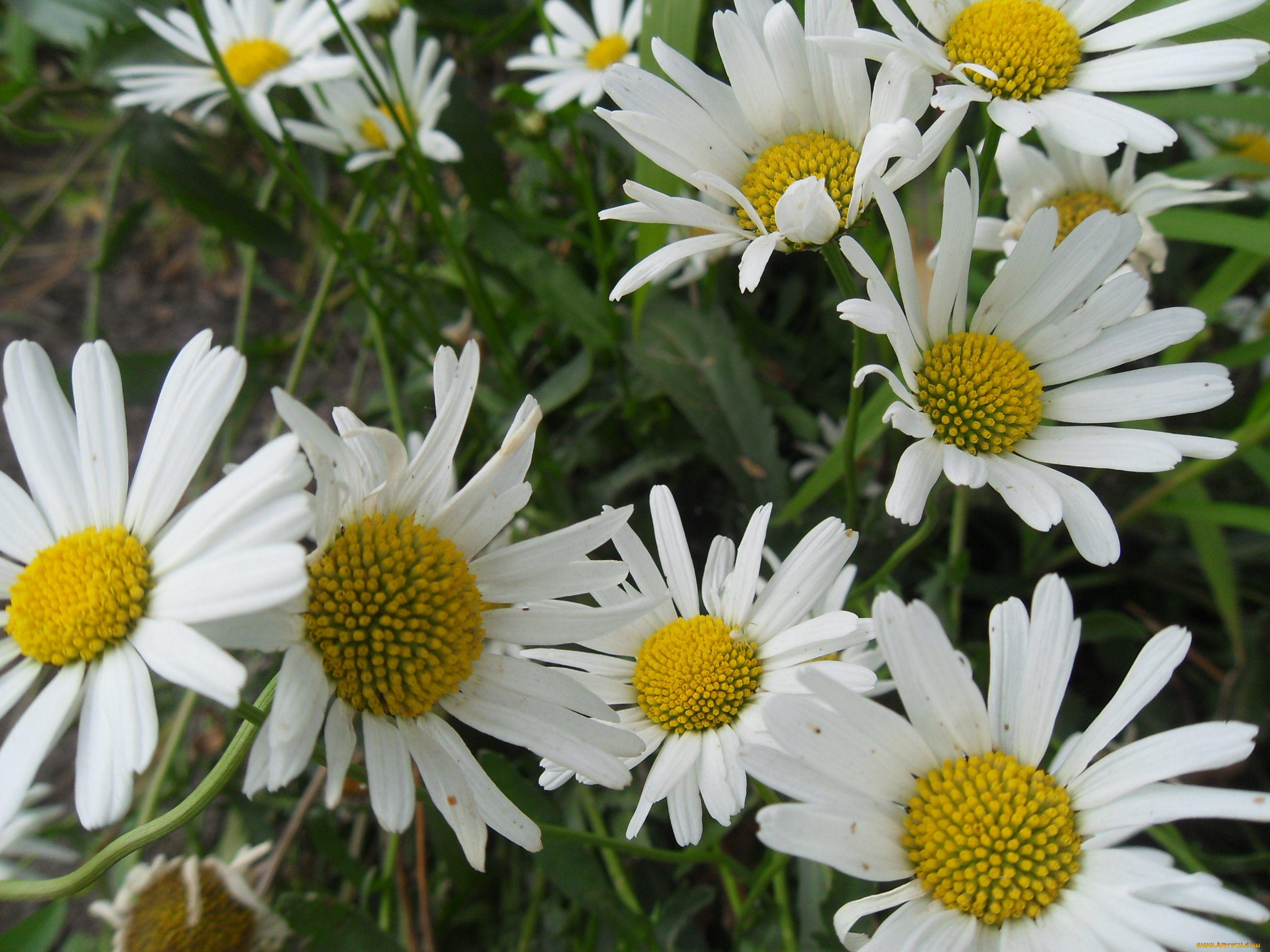 цветы, ромашки