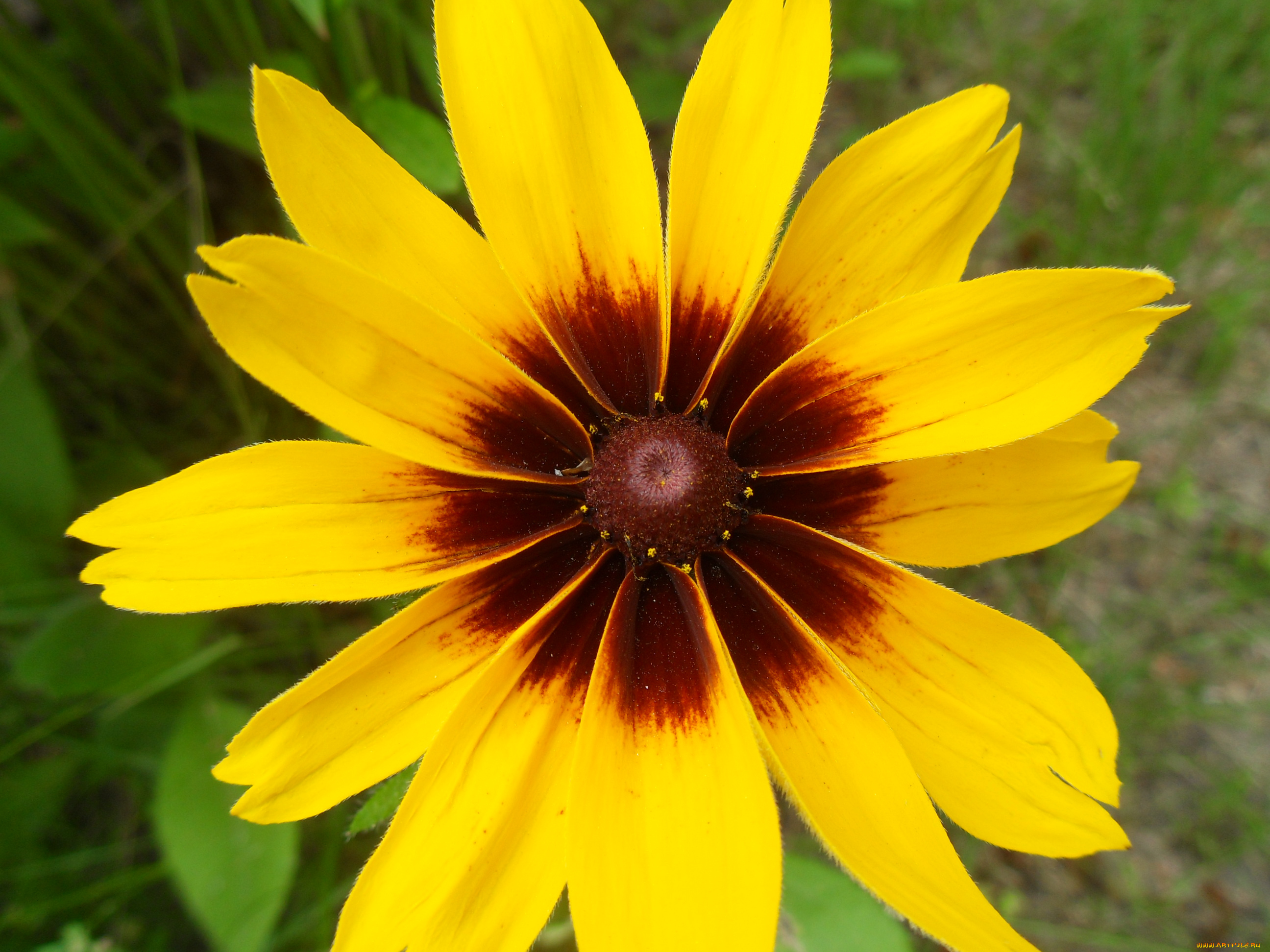 цветы, рудбекия, желтые