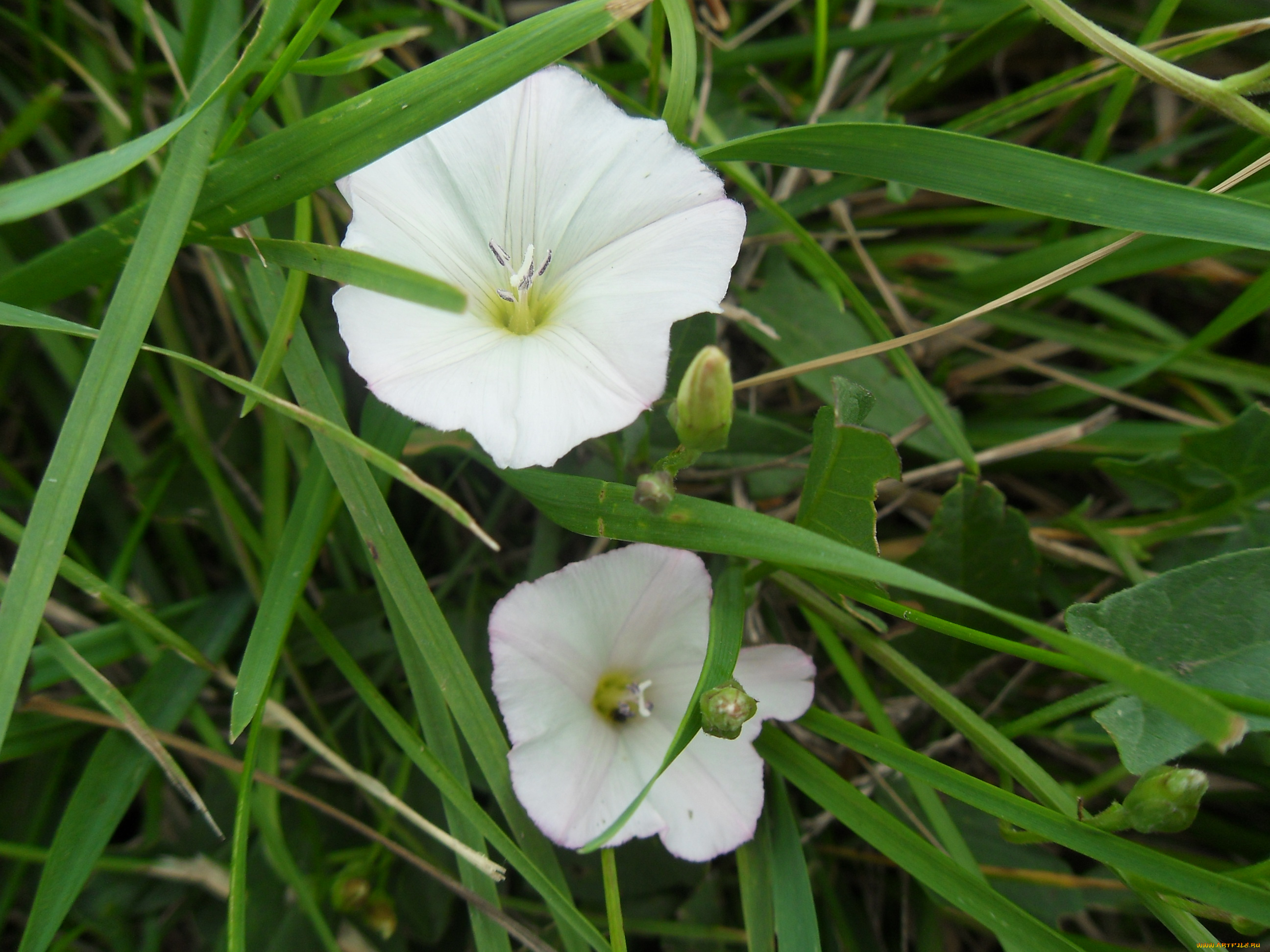 цветы, вьюнки, ипомеи, лето