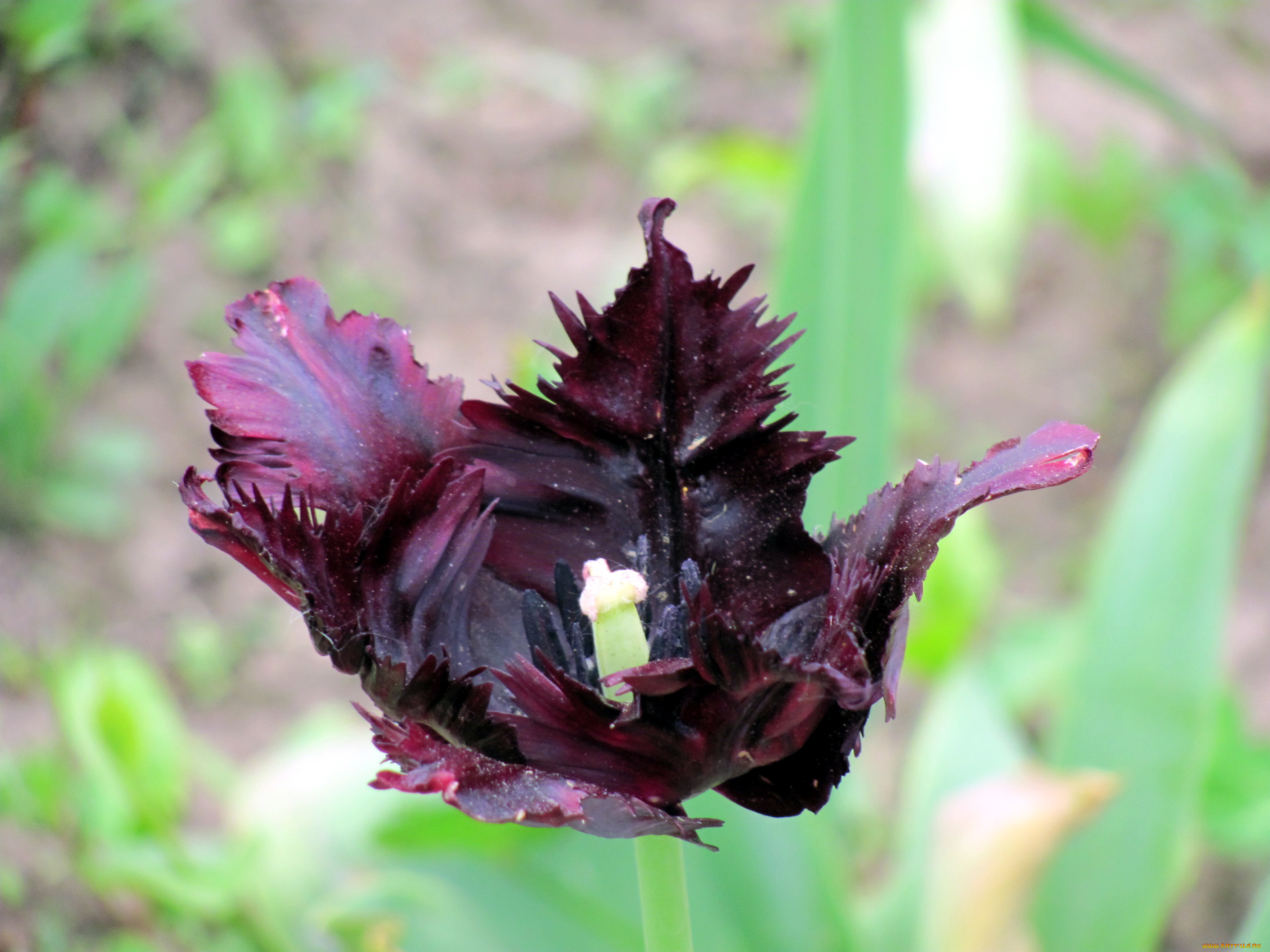 цветы, тюльпаны, махровый