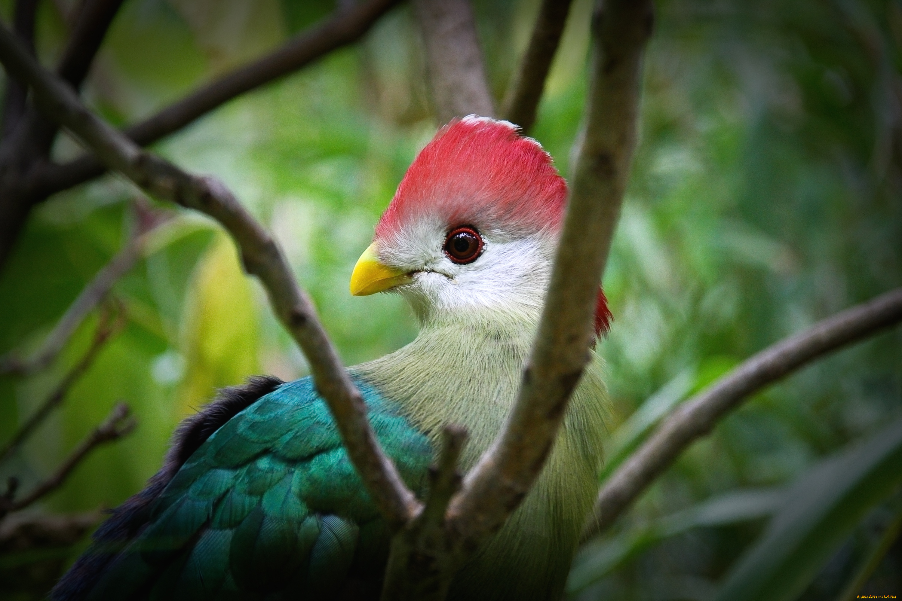 животные, турако, хохолок, разноцветный