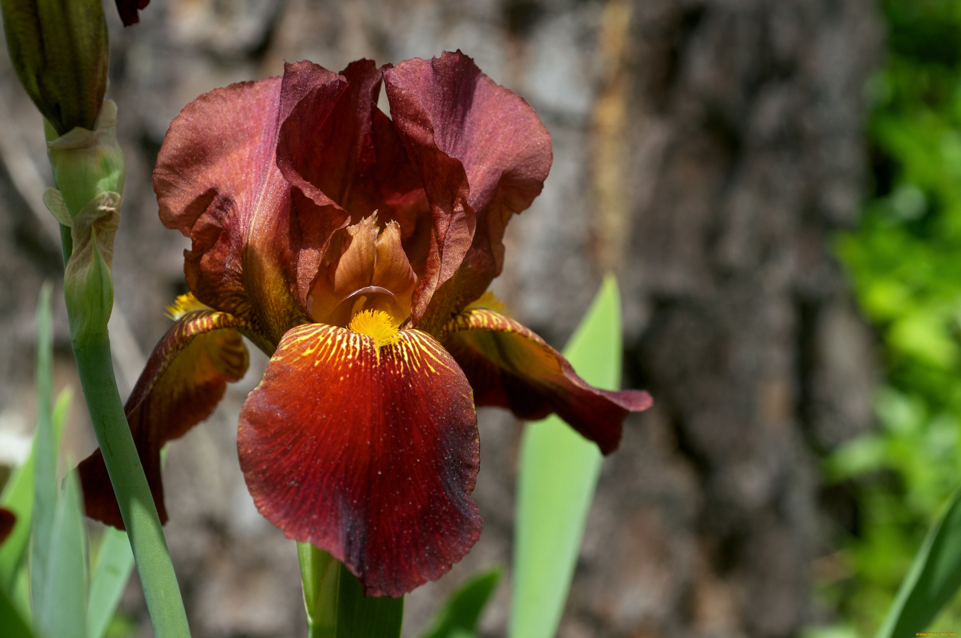 цветы, ирисы, лепестки, коричневый