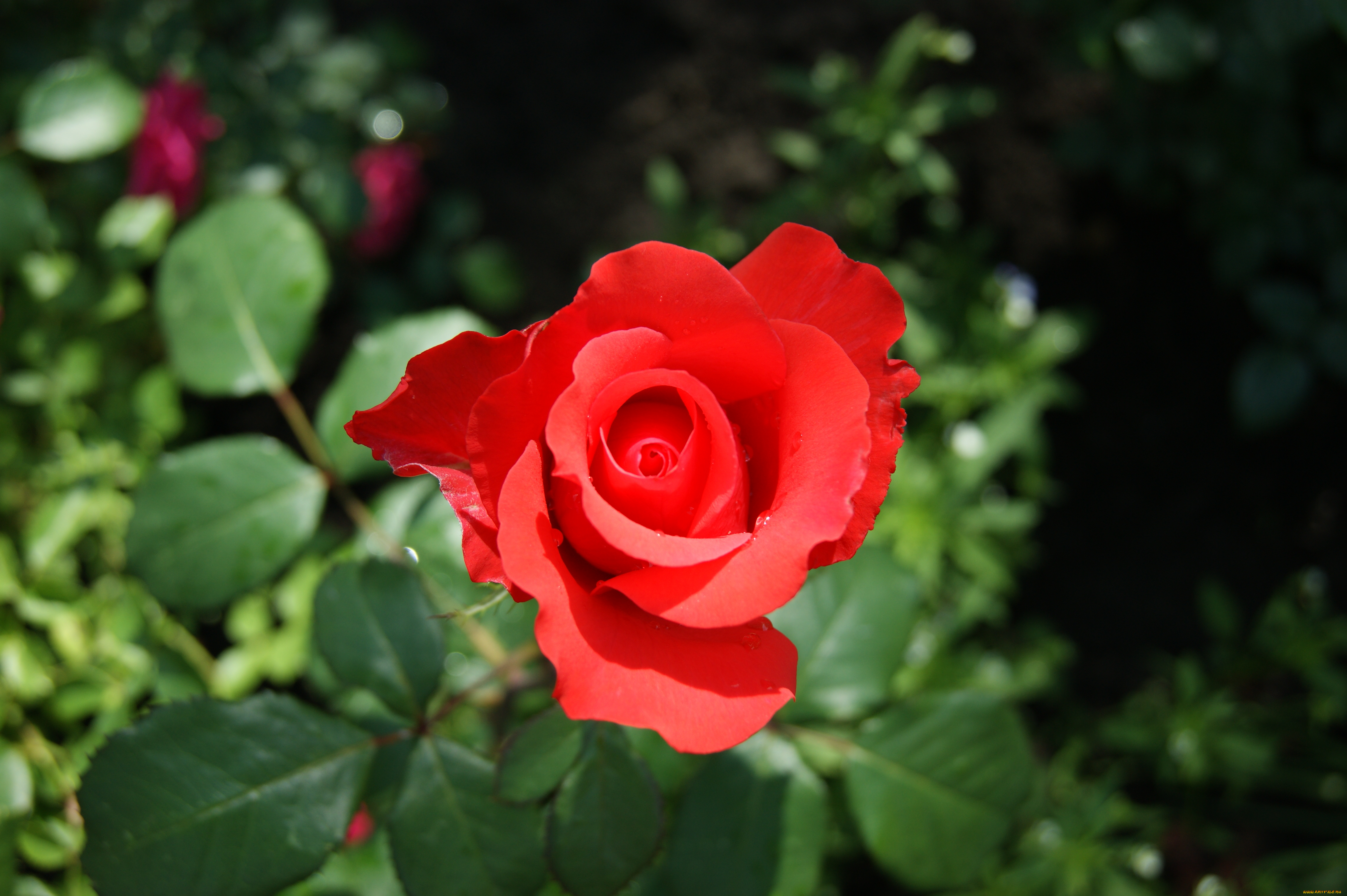 цветы, розы, зеленый, фон, роза