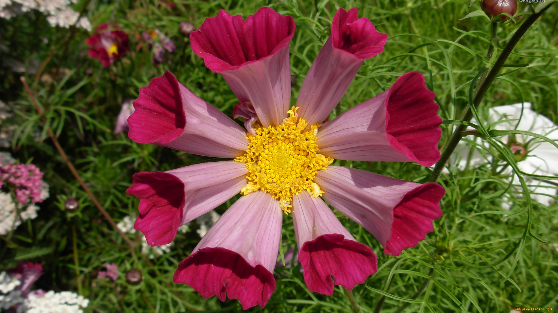 цветы, космея, бутон